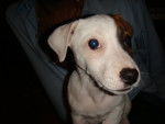 daya - Jack Russell Mâle (5 mois)