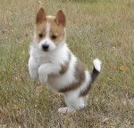 Hunter - Jack Russell Mâle (1 an)