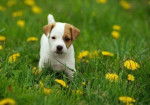 Daisy - Jack Russell (7 mois)