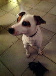Cartouche - Jack Russell Mâle (3 ans)