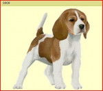 Bounty - Jack Russell (3 ans)