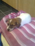 Jess - Jack Russell (4 mois)