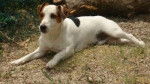 vasco - Jack Russell Mâle (4 ans)