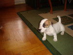 daya - Jack Russell Mâle (5 mois)
