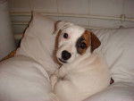 daya - Jack Russell Mâle (5 mois)