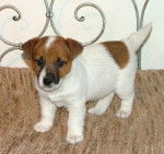 westie - Jack Russell Mâle (9 mois)