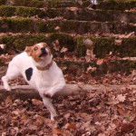 csheitan - Jack Russell