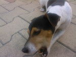 vicky - Jack Russell (5 ans)
