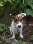 Ulysse - Jack Russell Mâle (4 ans)