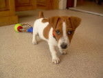Prince - Jack Russell Mâle (11 mois)