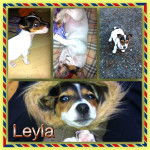 Leyla - Jack Russell (10 mois)
