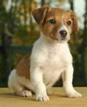 manzanita - Jack Russell (2 ans)