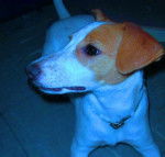 manchi - Jack Russell (1 an)