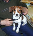 Maya - Jack Russell (6 mois)