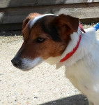 Papa Roach - Jack Russell Mâle (2 ans)