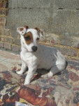disney - Jack Russell (3 ans)