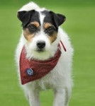 Biene - Jack Russell (3 ans)