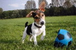 Earl - Jack Russell (2 ans)