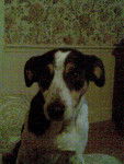 nenette - Jack Russell (14 ans)