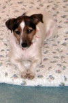 Tara - Jack Russell (11 ans)