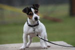 Gibson ! - Jack Russell (1 an)