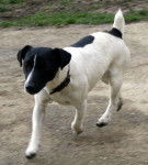 django - Jack Russell Mâle (2 ans)