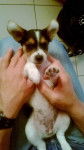 Cerise - Jack Russell (2 mois)