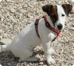 gimly - Jack Russell Mâle (3 ans)