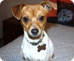 Buddy - Jack Russell Mâle (6 mois)