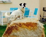 Milo sur un rocher - Jack Russell Mâle (5 ans)
