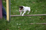 Gibson en pleins saut ! - Jack Russell (1 an)