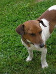 choco - Jack Russell Mâle (3 ans)