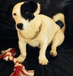 Milo avec son joujou. - Jack Russell Mâle (5 ans)