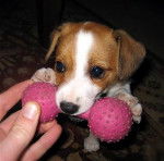 Pippa - Jack Russell (8 mois)