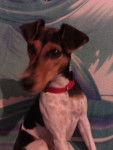 ficelle - Jack Russell (2 ans)
