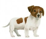 Ace - Jack Russell Mâle (5 ans)