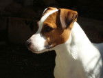Harry - Jack Russell Mâle (3 ans)