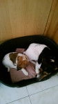 granite et son bébé ilou - Jack Russell (2 ans)