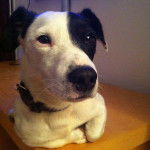 Milo... - Jack Russell Mâle (5 ans)