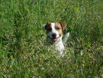 Harry - Jack Russell Mâle (3 ans)