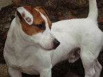 Harry - Jack Russell Mâle (3 ans)