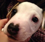 Mon nouveau toutou - Jack Russell Mâle (1 mois)