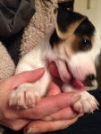 Mon nouveau toutou - Jack Russell Mâle (1 mois)