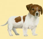 Dogzi - Jack Russell (1 mois)