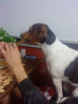 tynna - Jack Russell (1 mois)