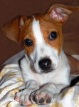 Lupi - Jack Russell Mâle (6 mois)