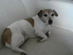 Lucky - Jack Russell Mâle (10 ans)
