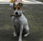 flora - Jack Russell (4 ans)