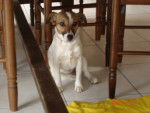 Cannelle - Jack Russell (4 ans)