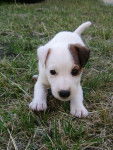 Eliot - Jack Russell Mâle (2 mois)